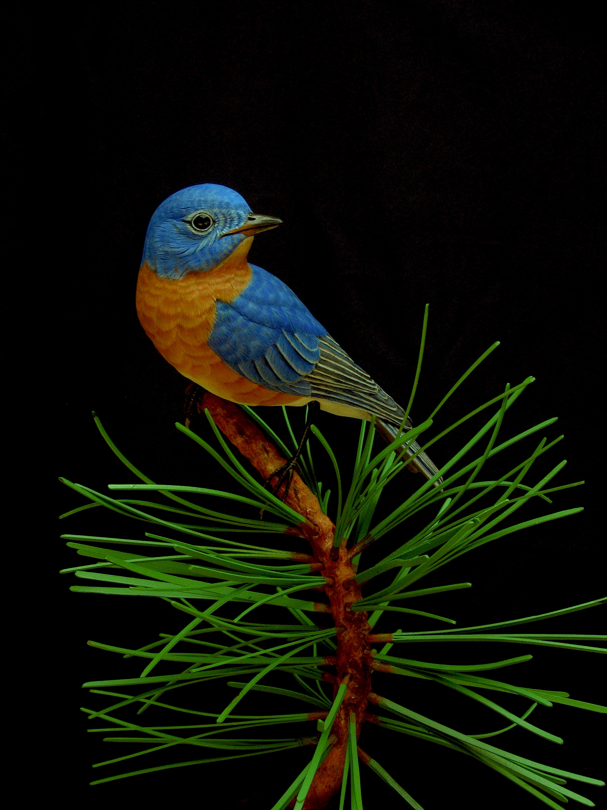 Bluebird, Life-sized, ♂