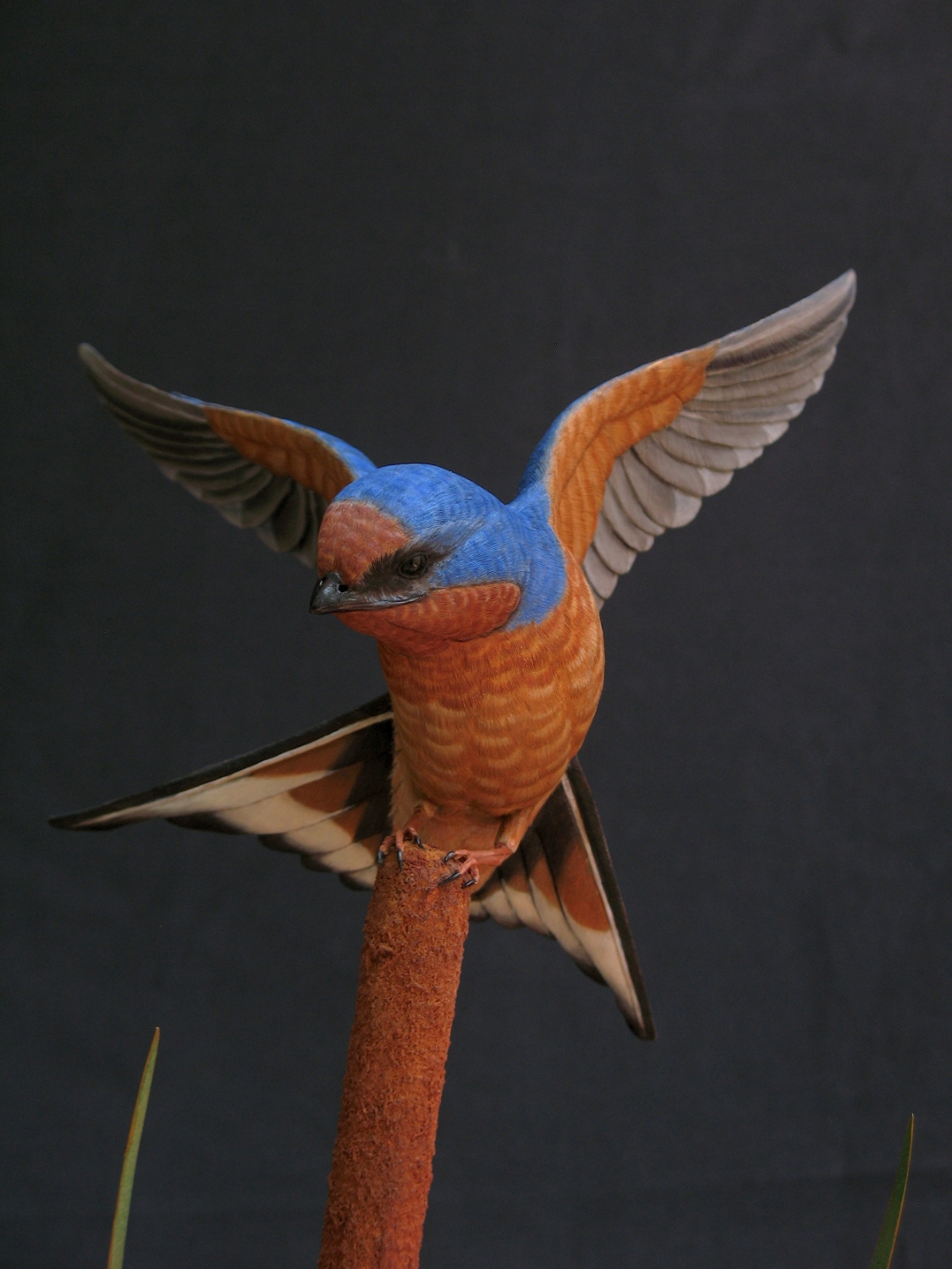 Barn Swallow, Life-sized, ♂