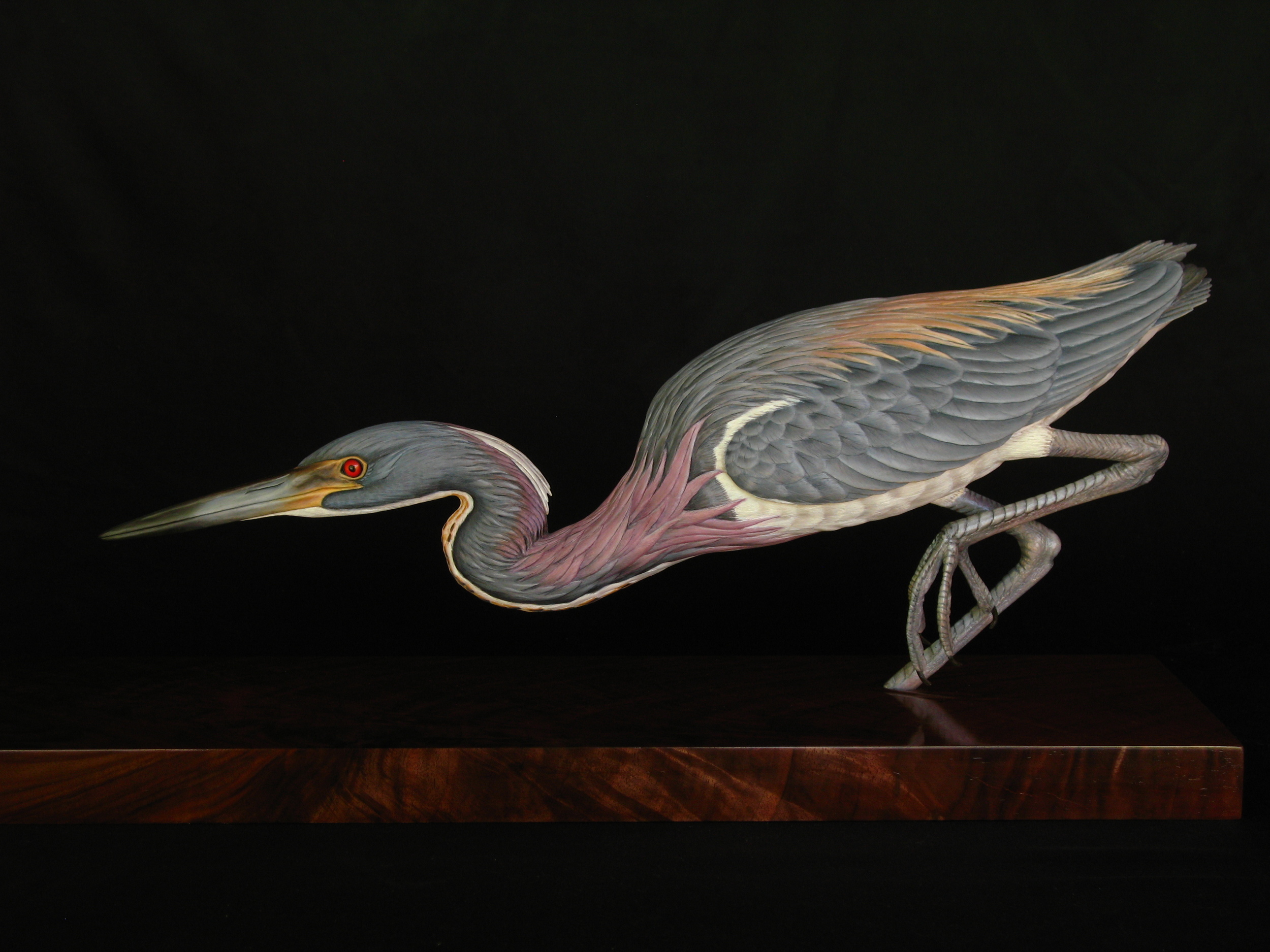 "Stilettoed Stealth", Tricolored Heron, Life-sized, ♂