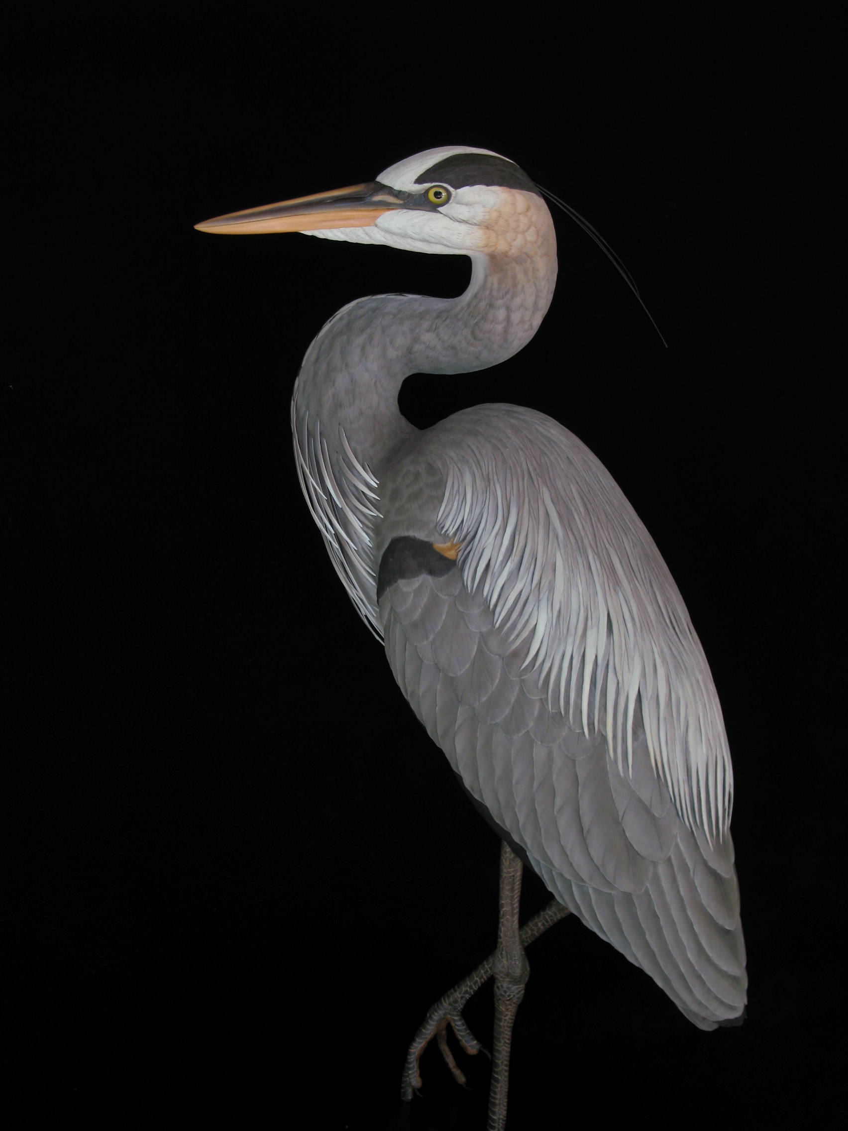  "Tidewater Time-out", Great Blue Heron, Life-sized, ♂