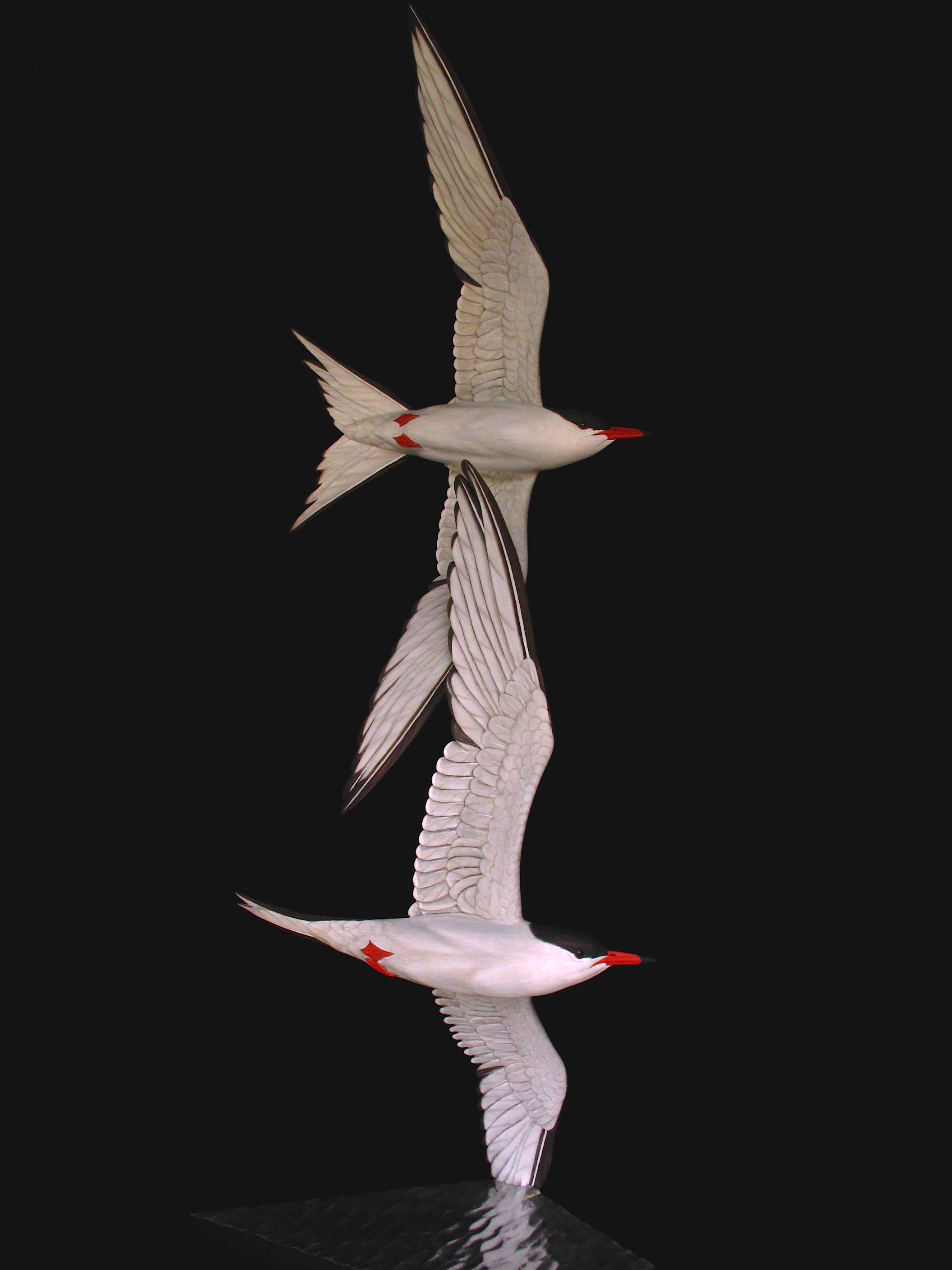 "Free Flight", Common Terns, ♂