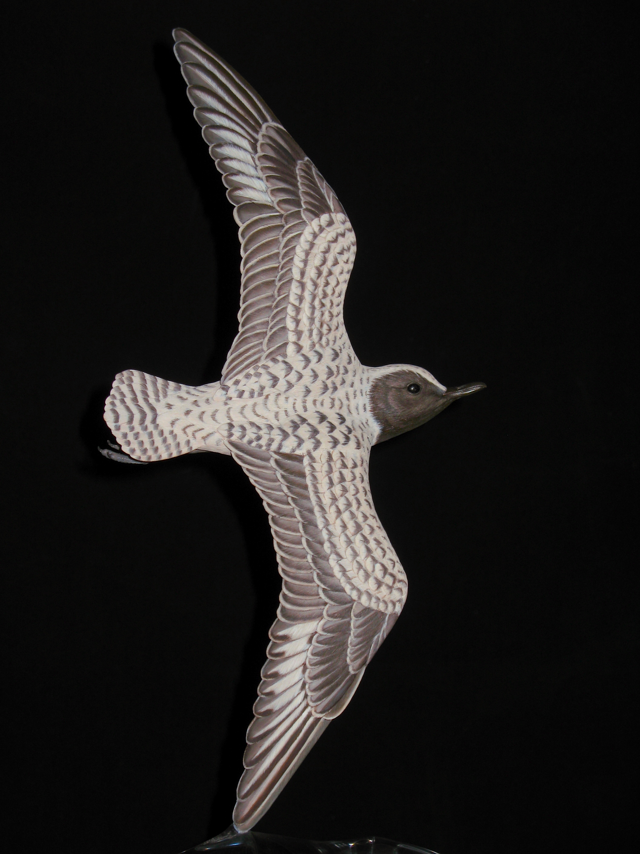 "Plover Flight in Black & White", Black-bellied Plover, Life-sized, ♂