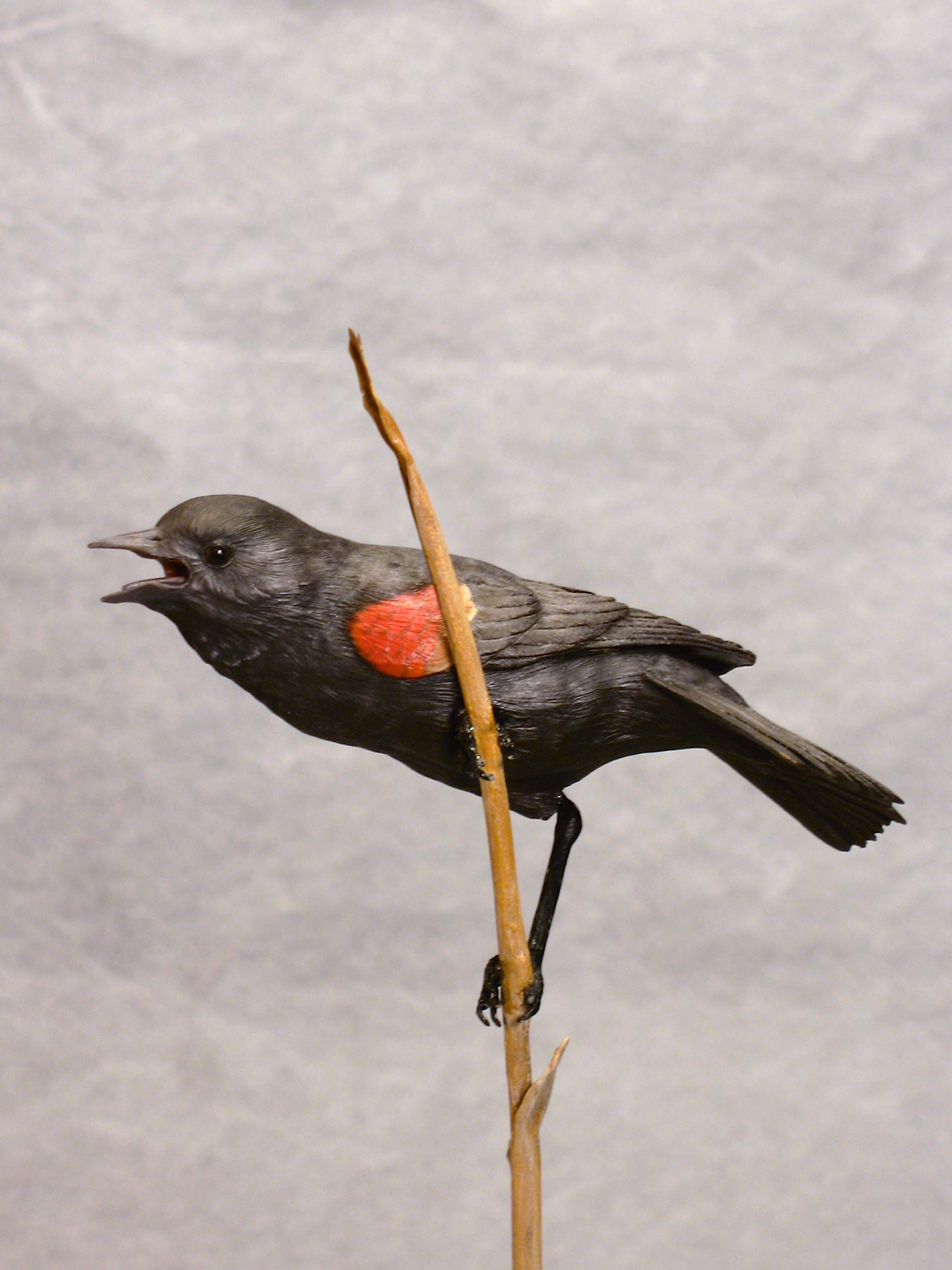 Red-winged Blackbird, Miniature, ♂