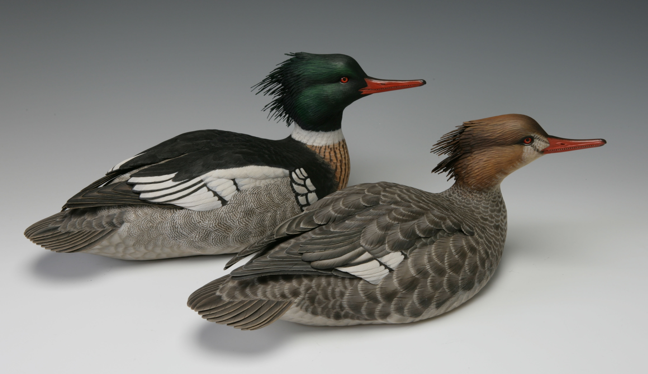 Red-breasted Mergansers, Life-sized, ♂♀