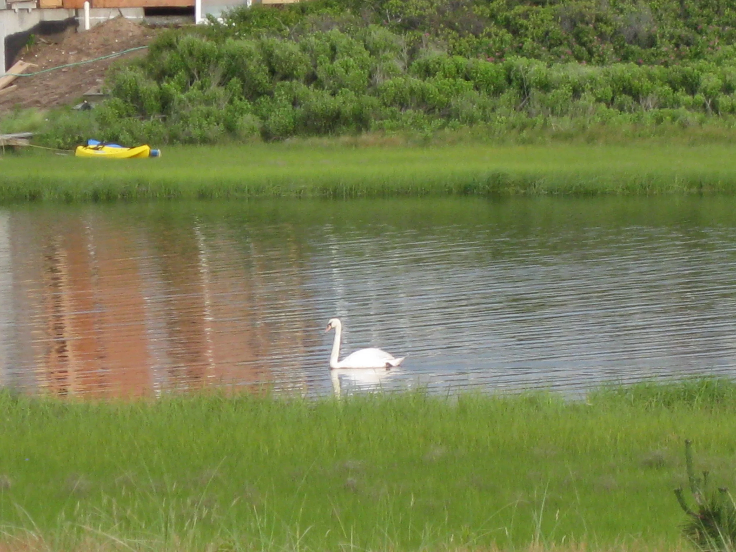 swan in creek.JPG