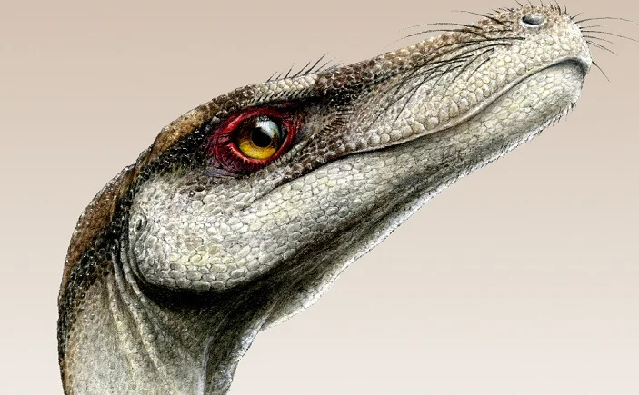 Bristles Before Down