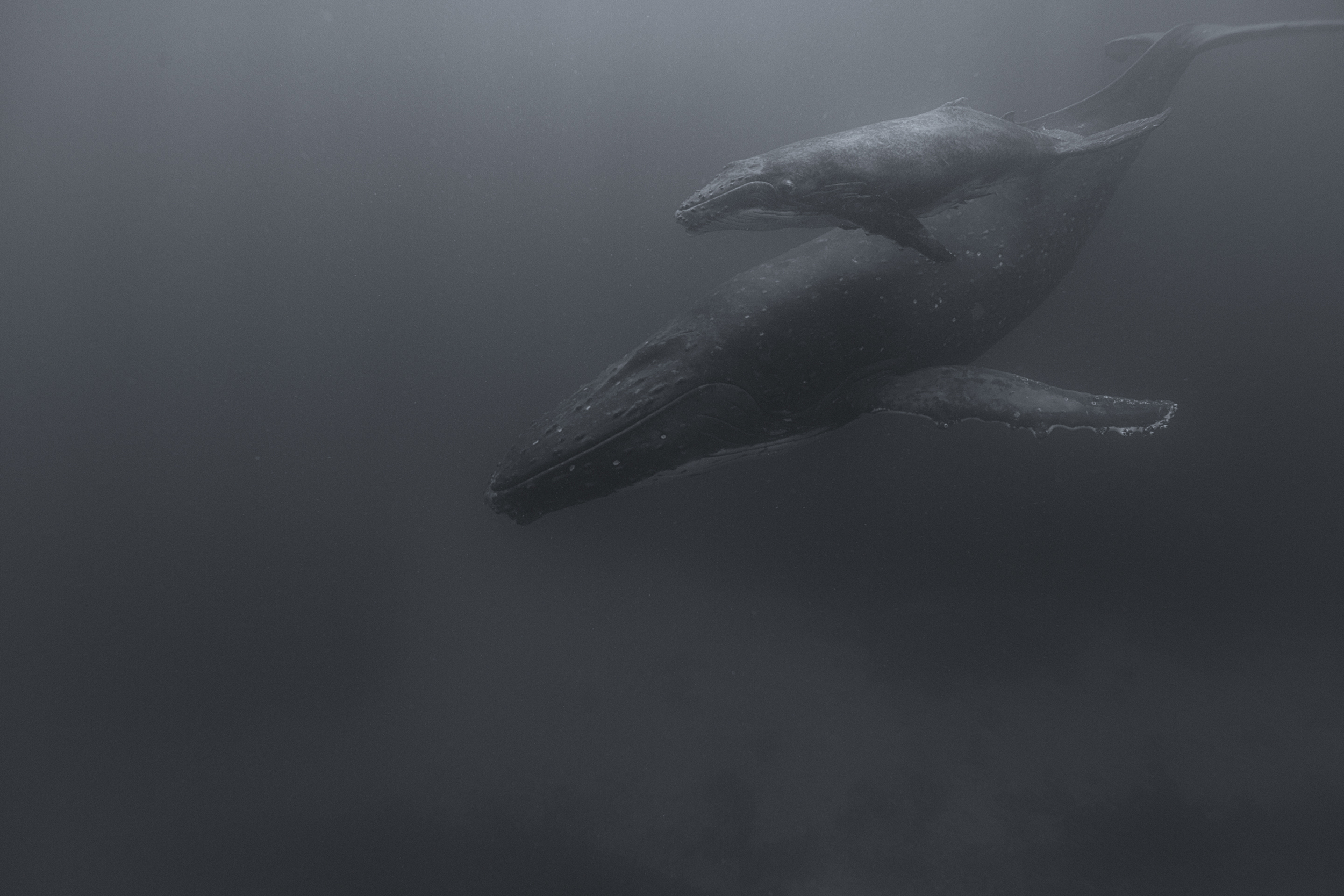 Through slightly murky water this mother and calf appear majestic, yet mystical and otherworldly. Foa, Tonga. 2014.