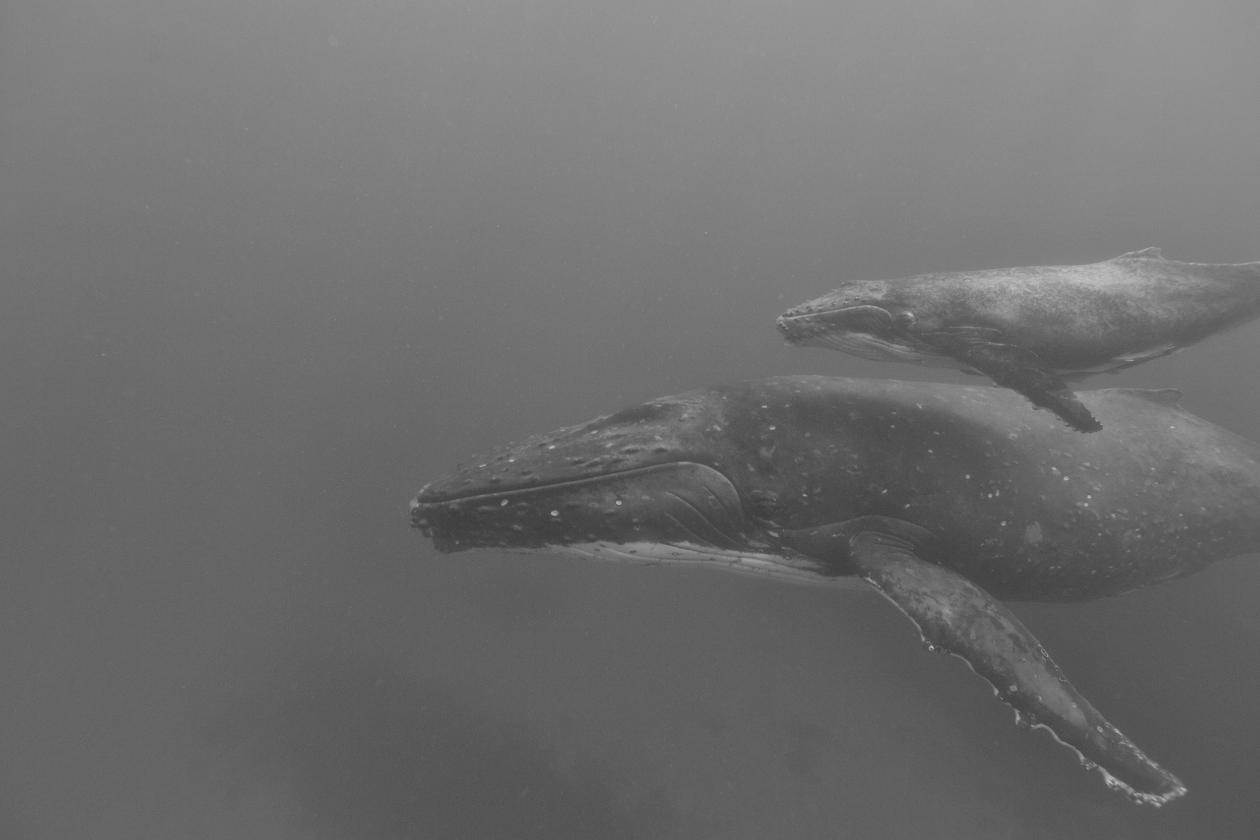 Foa, Tonga. 2014.
