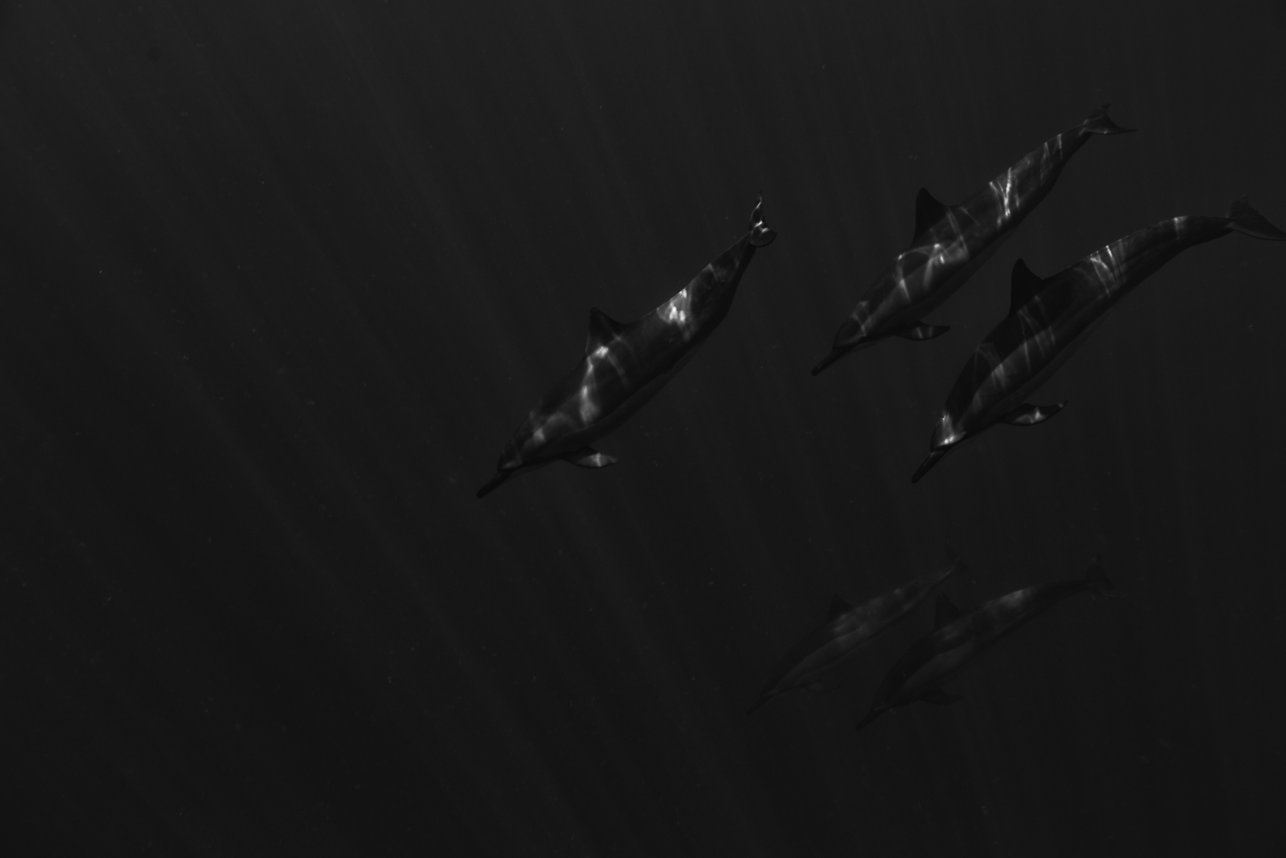 This pod of dolphins is well established in Kealakekua Bay, Hawaii. Drawing appreciation, but also sometimes harassment from visitors. Kealakekua Bay, Hawaii. 2014. 