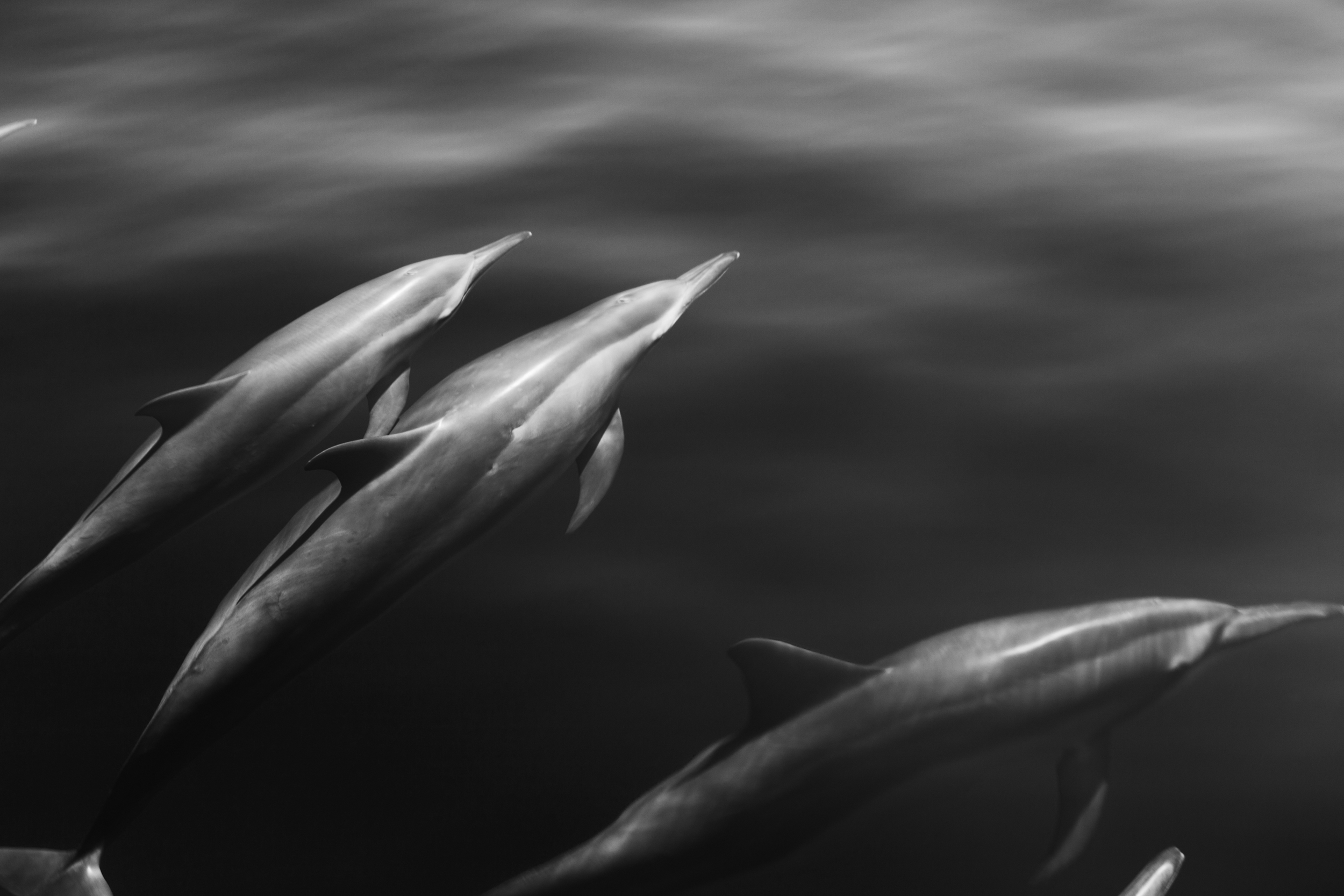 As the dive boat makes its way to Namena Marine reserve a pod of dolphins comes to play in the bow wake. Vanua Levu, Fiji. 2011.