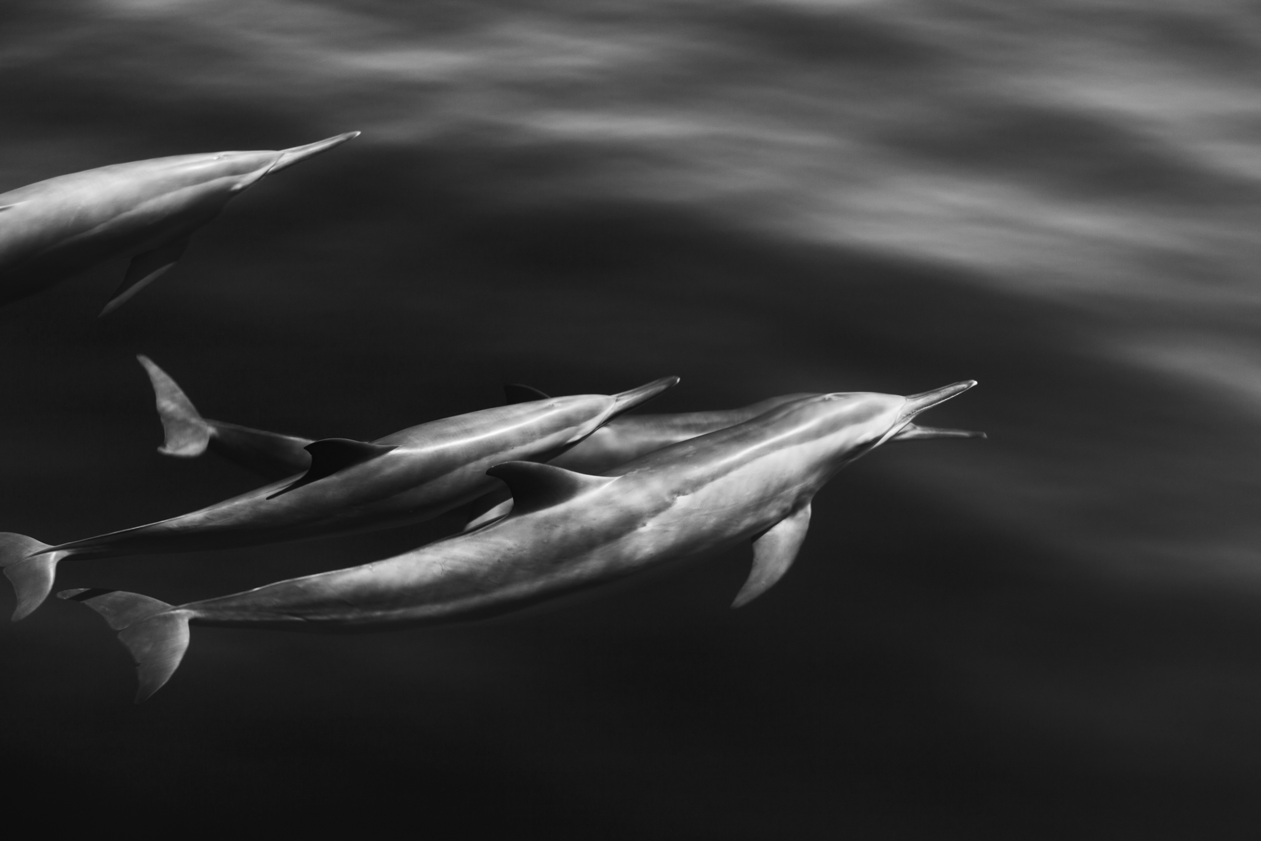 The sleek bodies of the dolphins are elongated and distorted by the refractive power of water, in this view they become truly strange creatures. Vanua Levu, Fiji. 2011. 