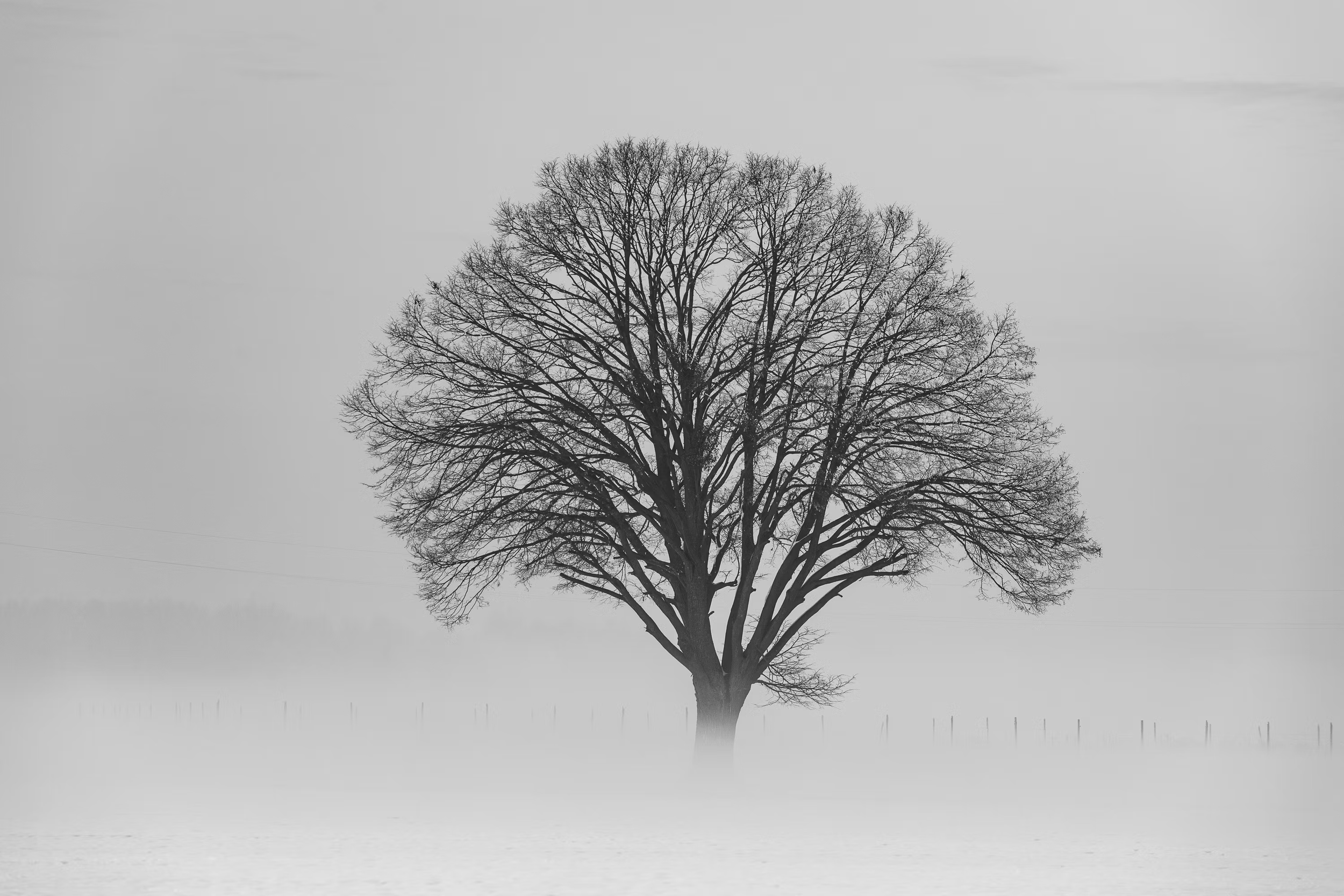 Tree with Fog.jpg