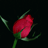 rose-flower blooming.gif