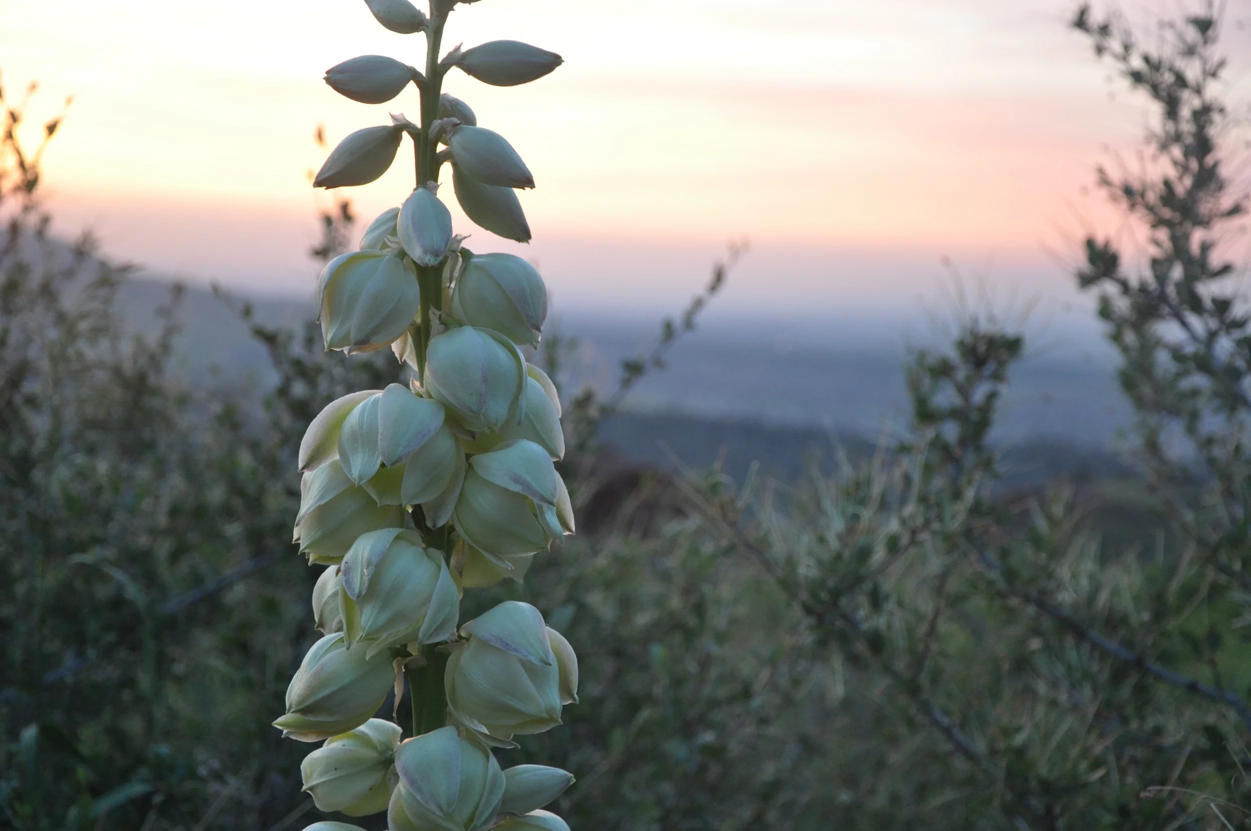 Summer Solstice 2016