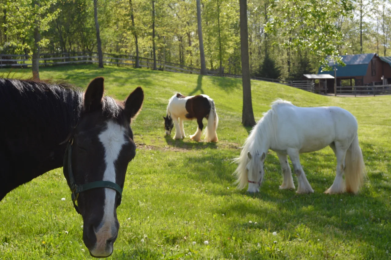 Guinness Photo Bomb.jpg