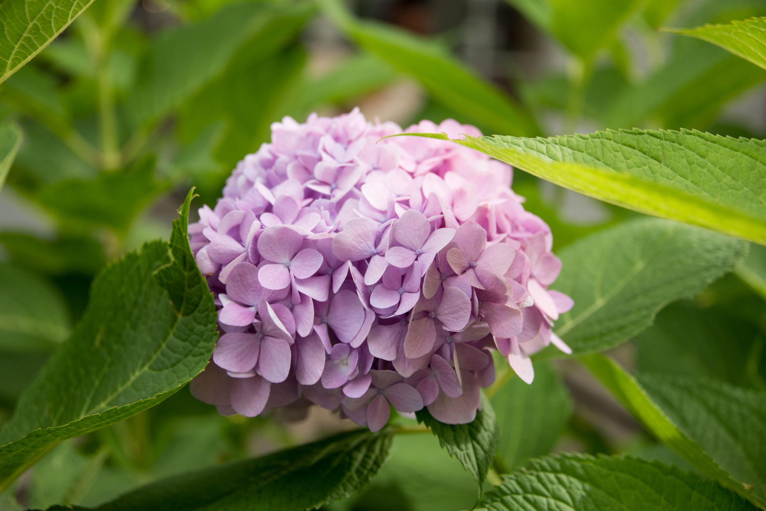 DSC_3196.jpg