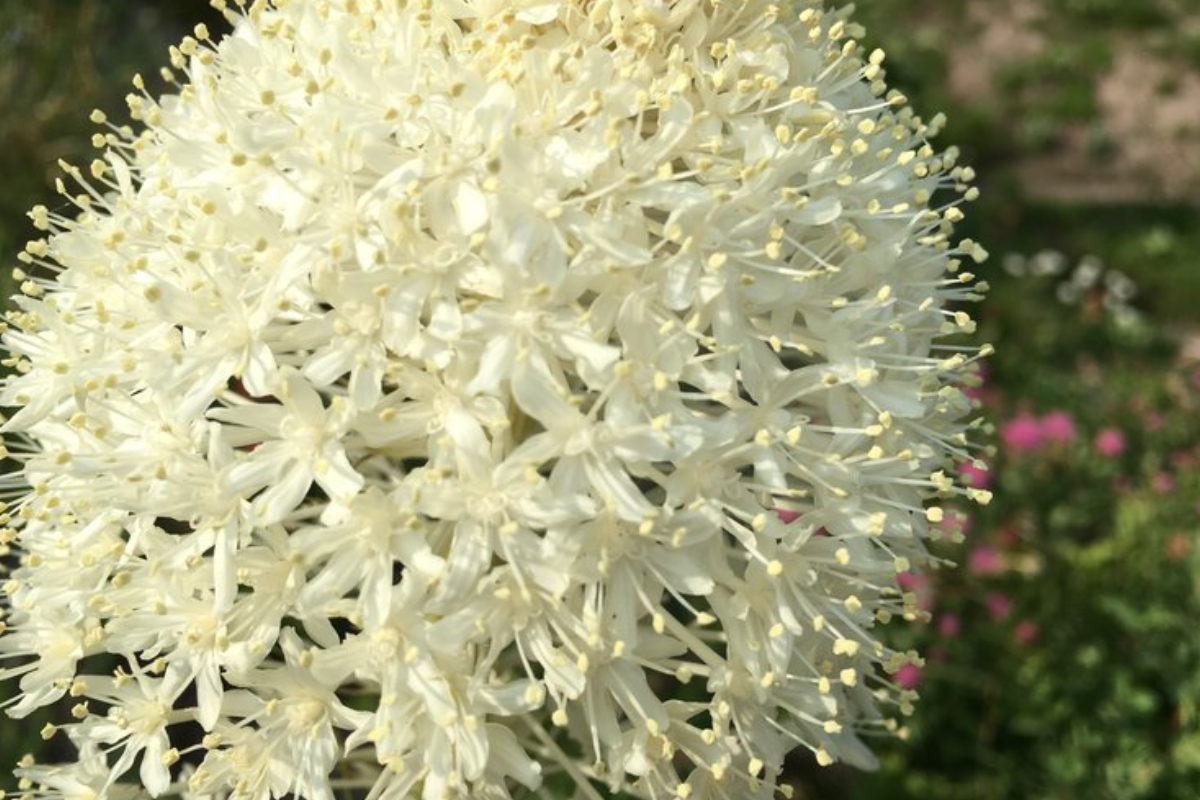 flower-3.jpg
