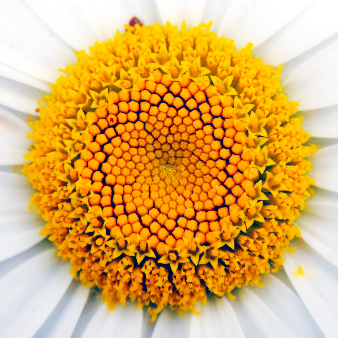The Flower of Life Flower: Find & Enjoy It In Nature — PHYTO5 Quantum ...