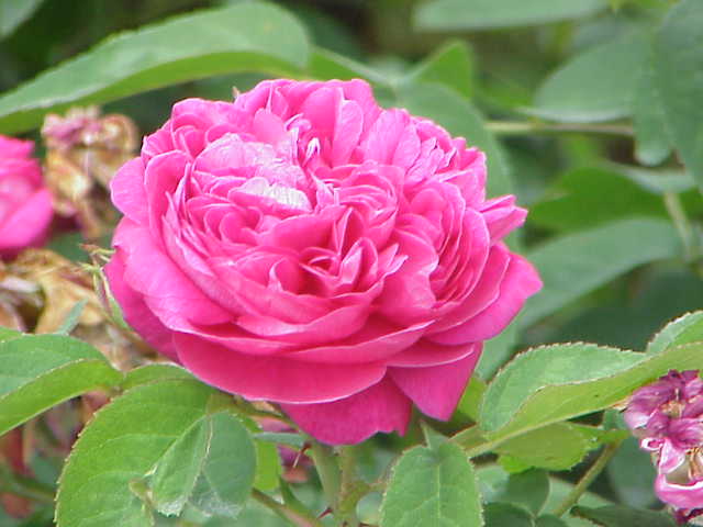 Damask rose