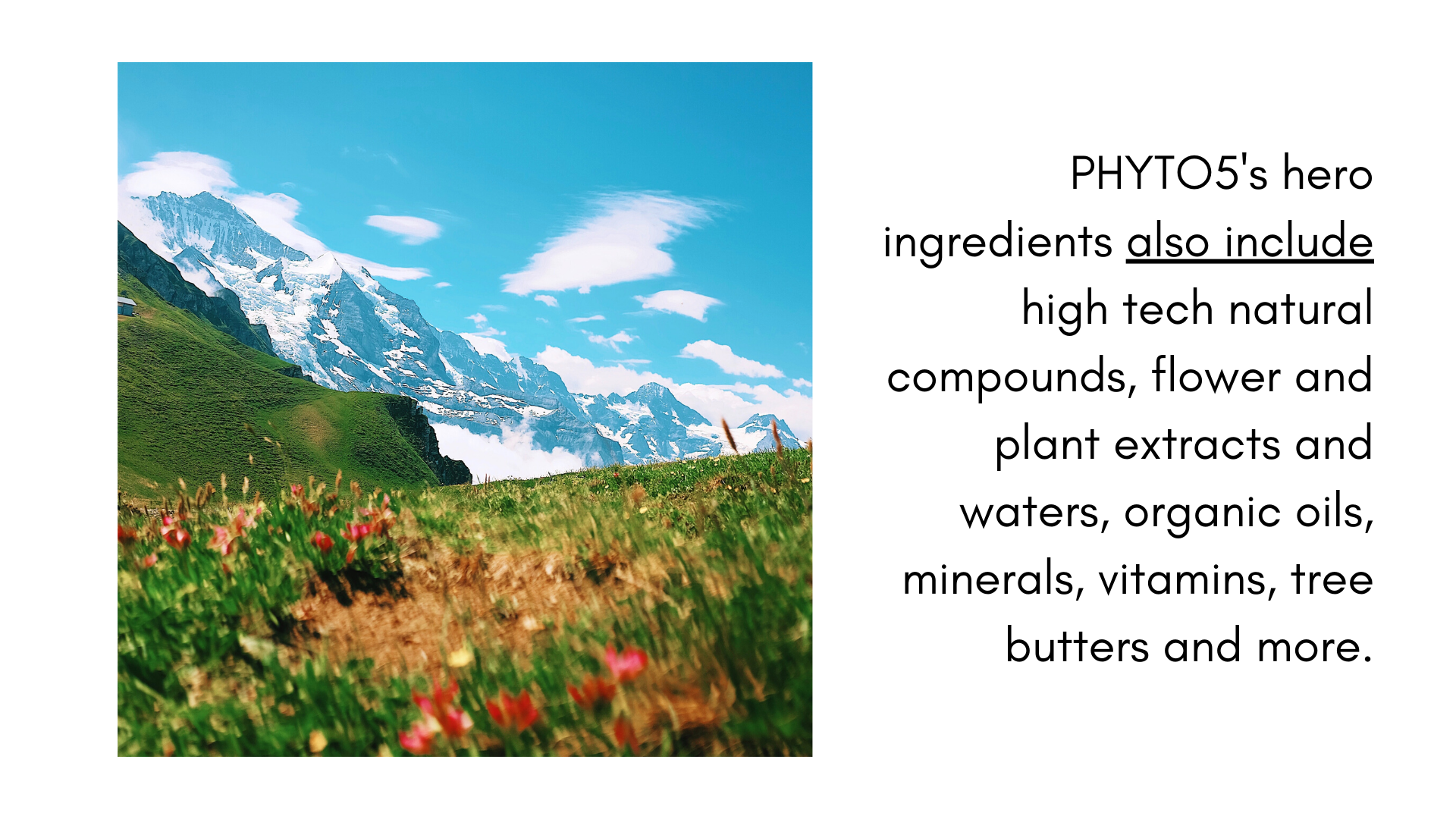 phyto5-other-hero-ingredients.png