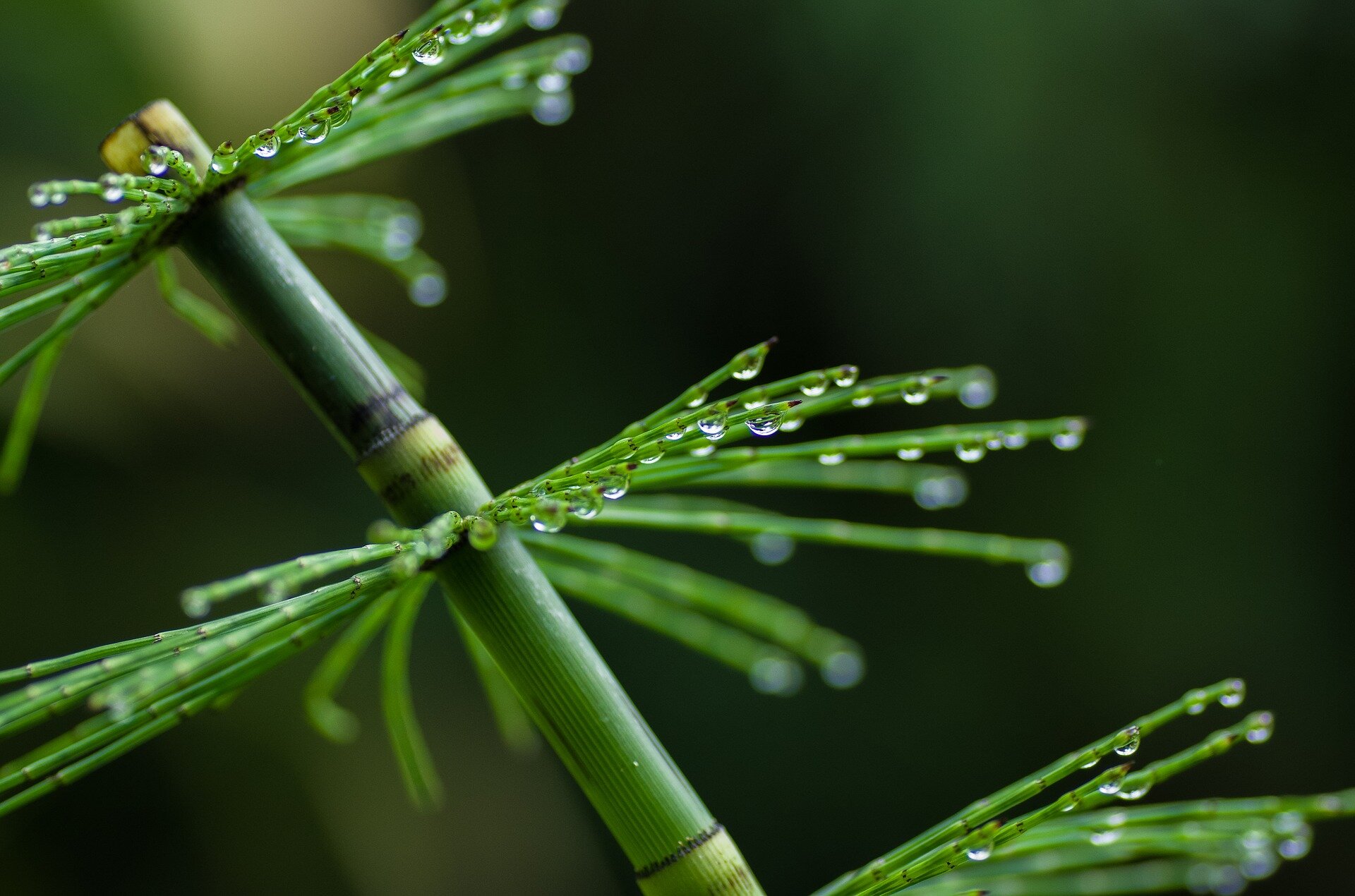 Silica Rich Horsetail: Very Beneficial for Anti-Aging Skin and Hair Care