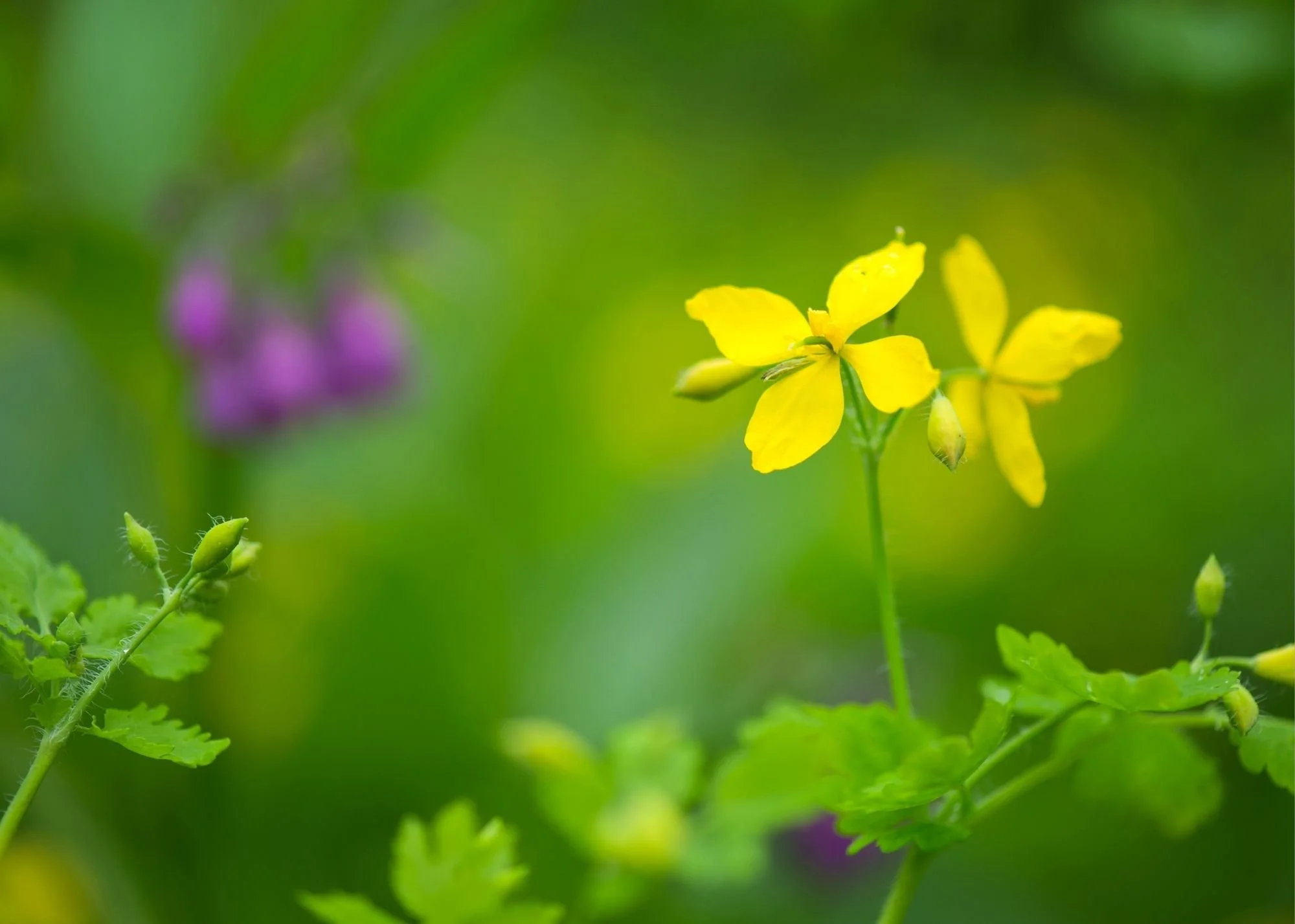 Tormentil Extract for Skin and Body: Astringent, Antioxidant, Antibacteri