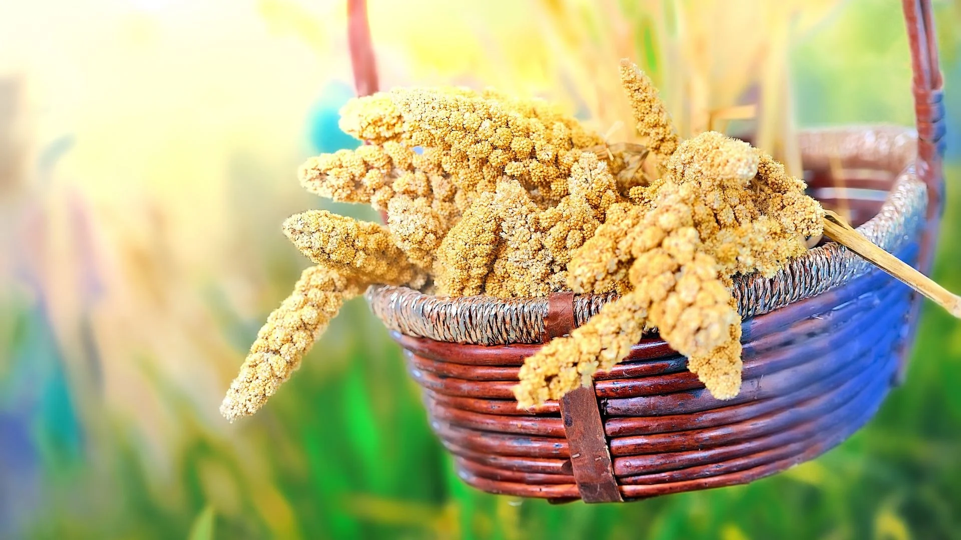 Millet Extract: Consumed or Applied Topically in Skincare Is a Potent Therapeutic Ingredient for Soothing, Purifying and Beautifying Skincare