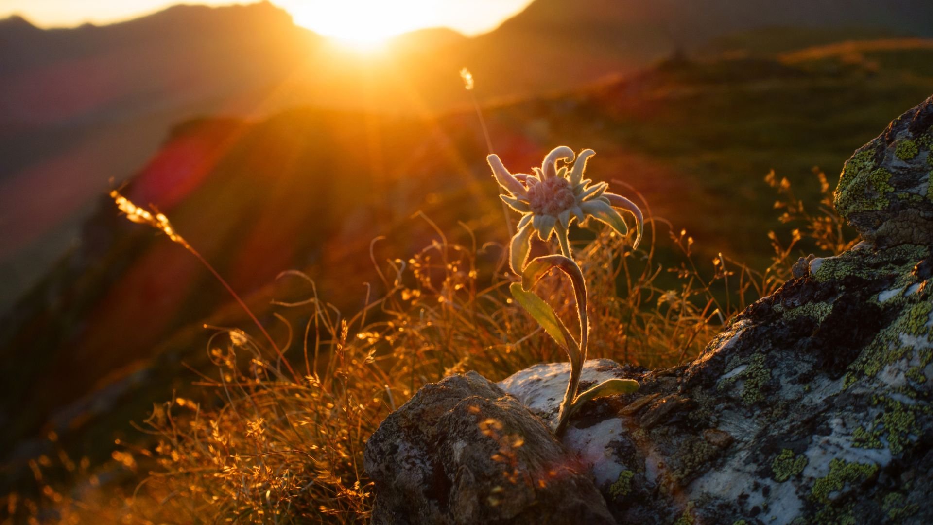 edelweiss-at-sunset.jpg
