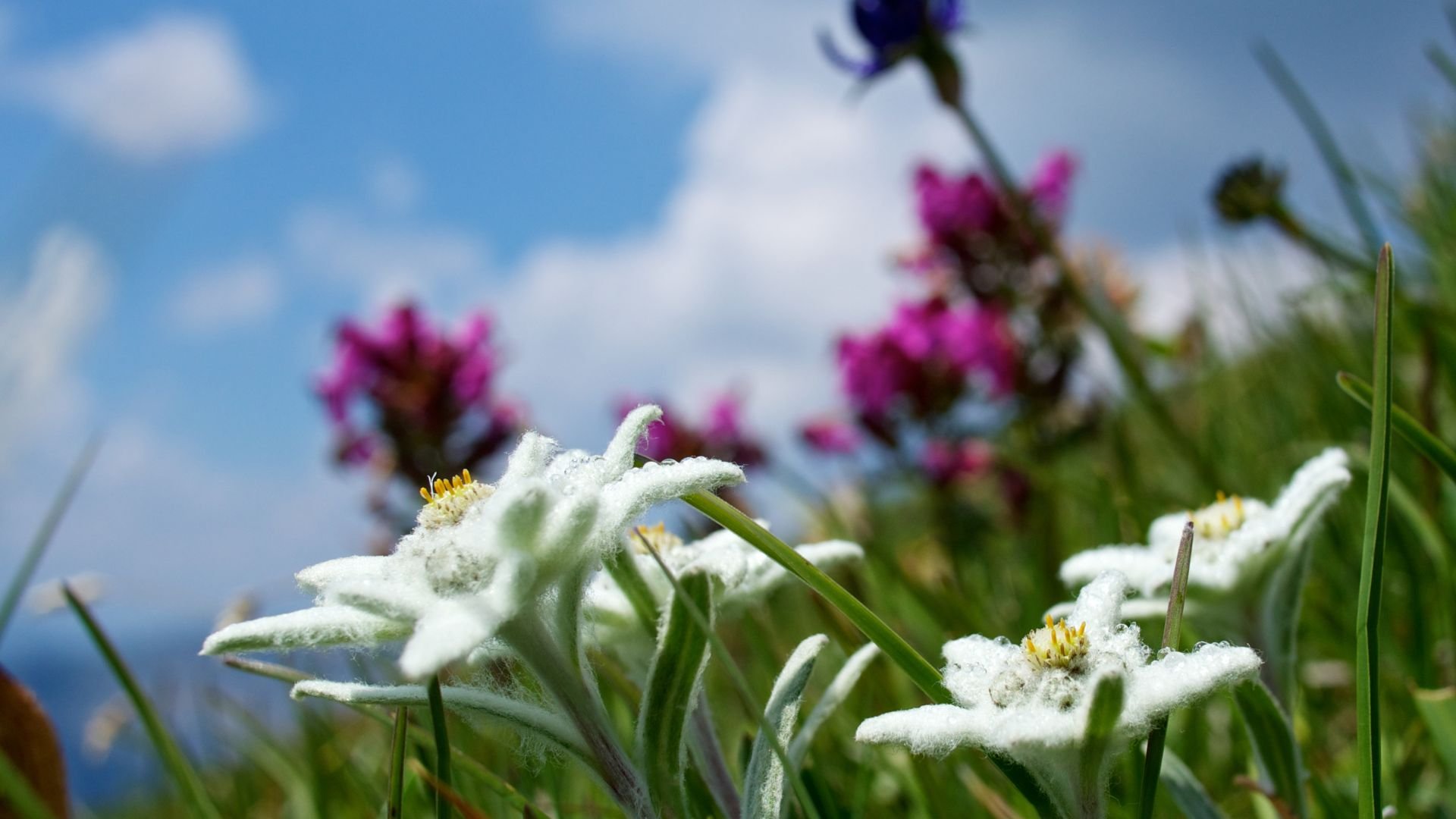 edelweiss-among-other-flowers.jpg