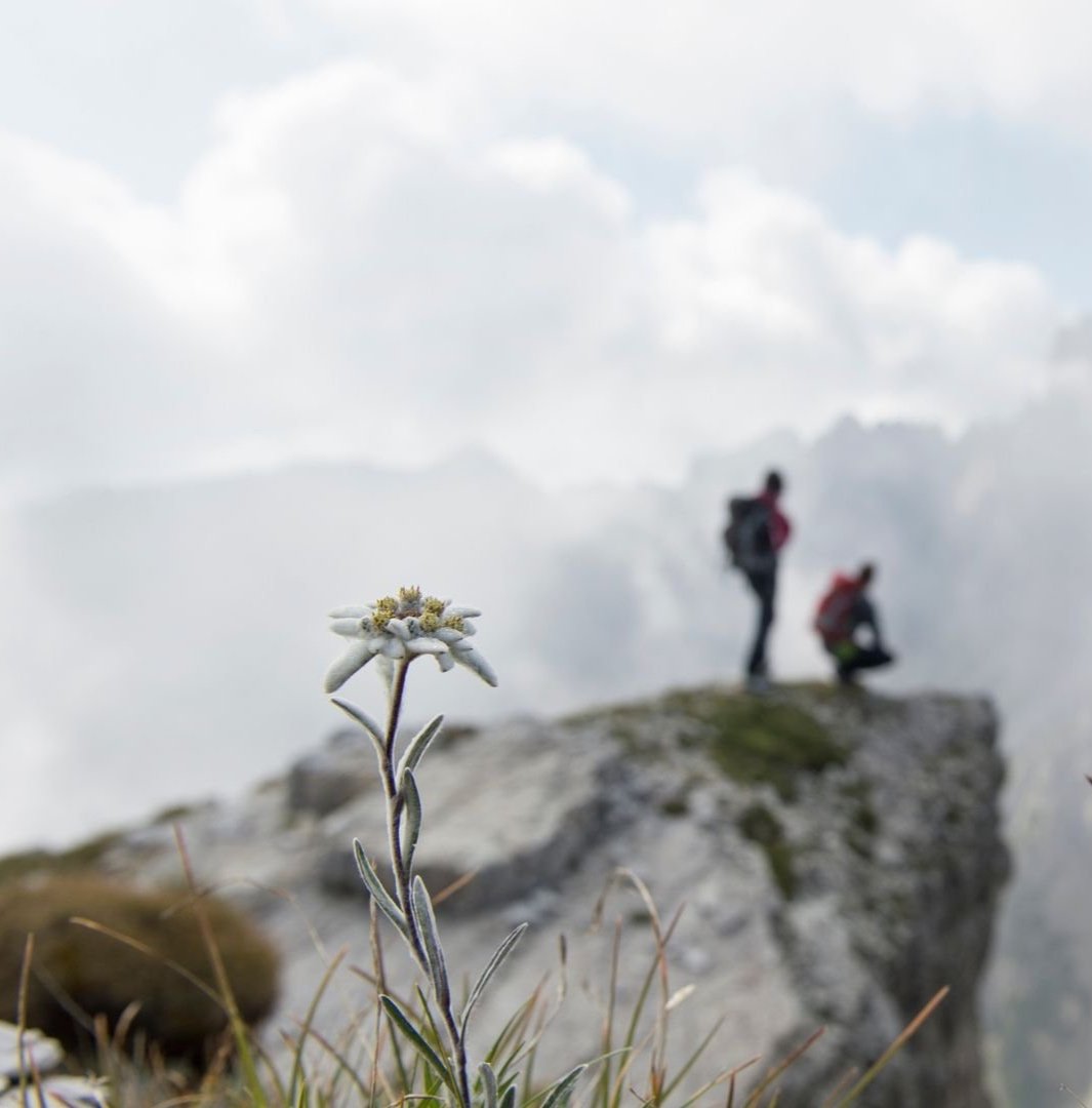 Edelweiss Essential Oil: Signature Properties and Benefits In Anti-Aging Skincar