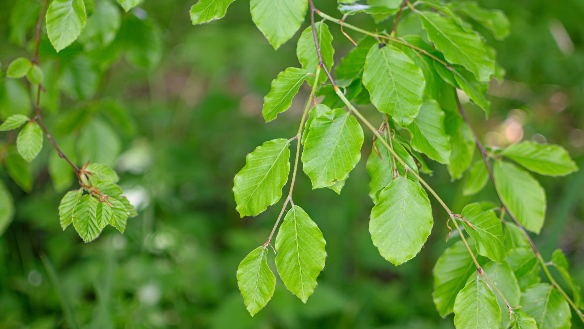 beech-tree-leaves.jpg