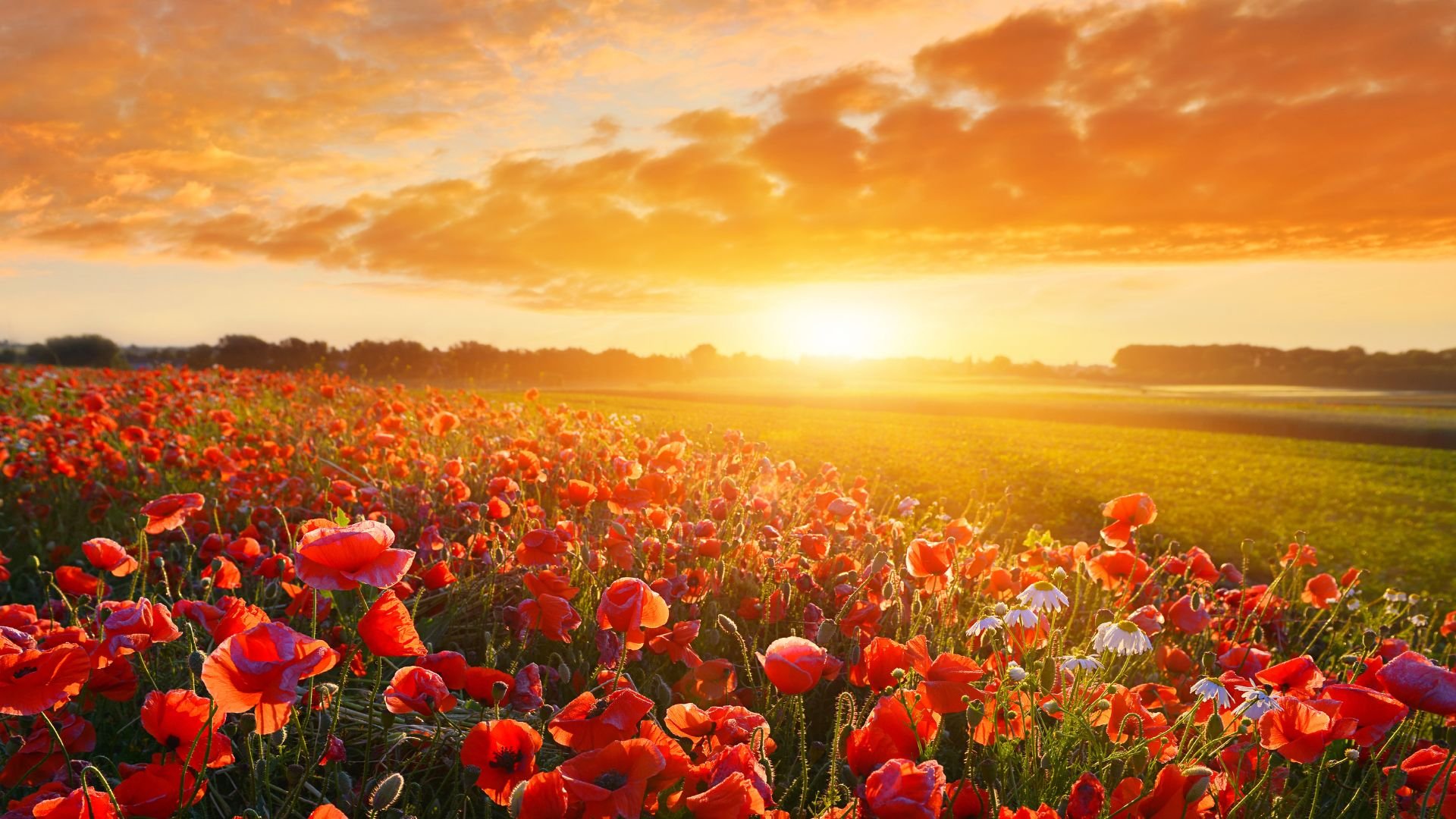 poppy-field-in-the-sun.jpg