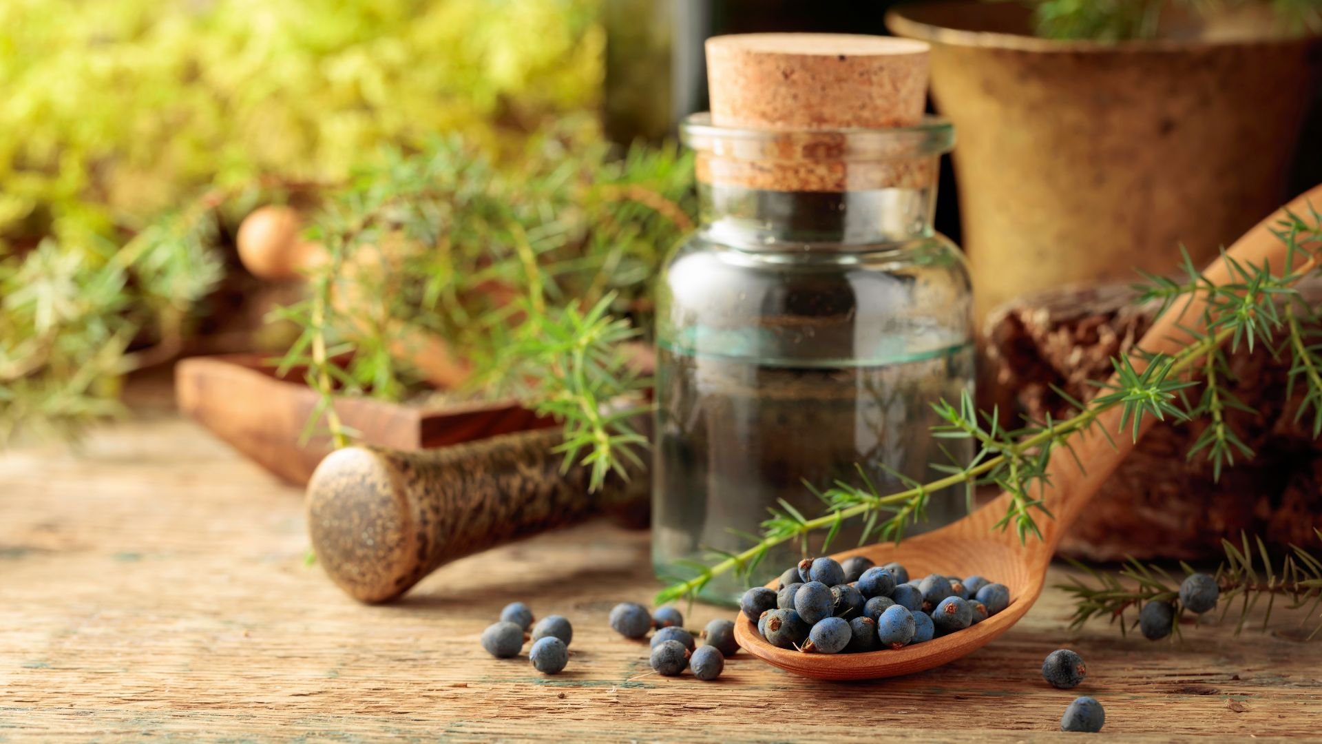 Juniper Berry Essential Oil: Hero Ingredient In Skincare — PHYTO5