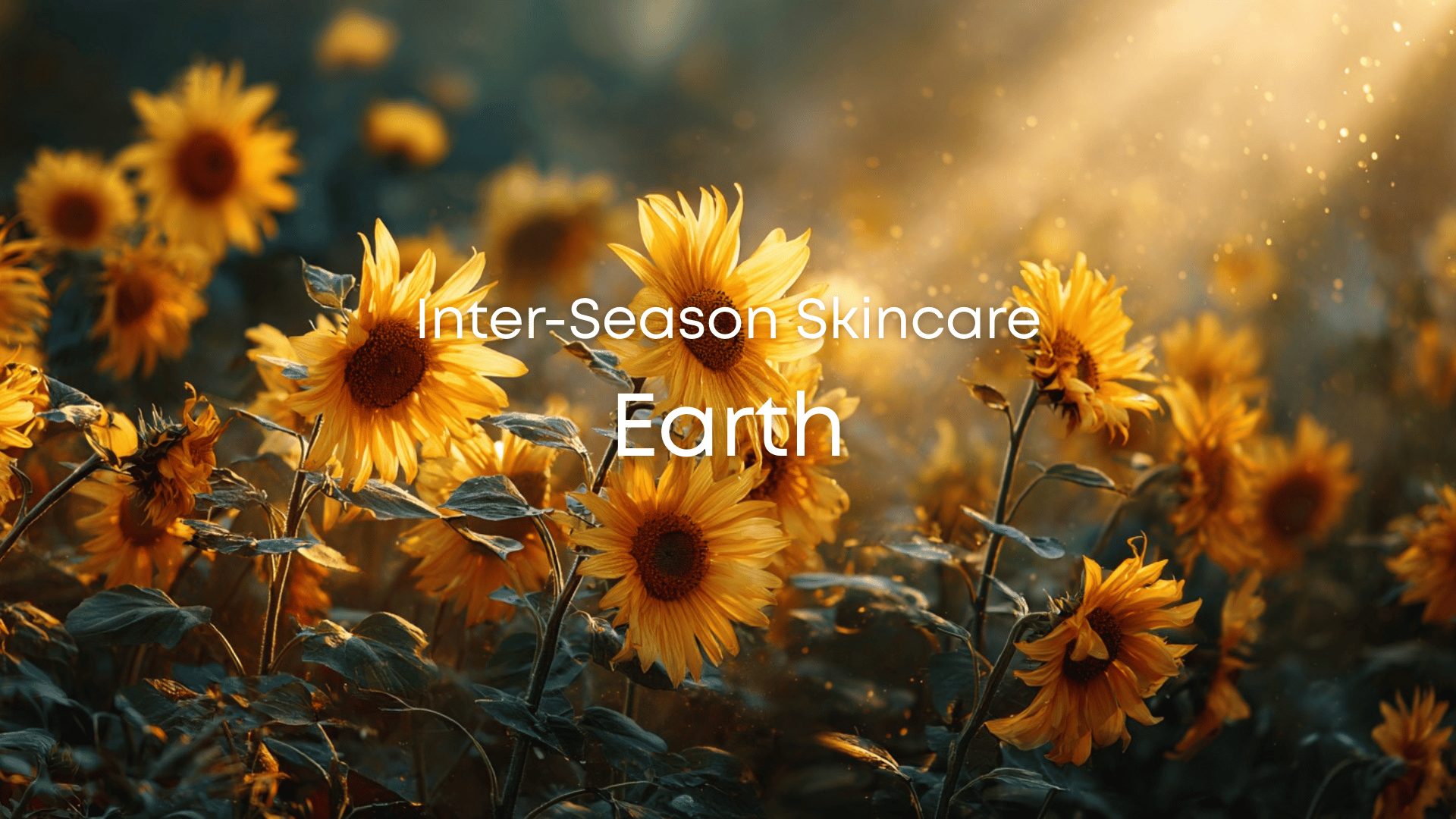 A field of golden sunflowers symbolize the Earth element of TCM