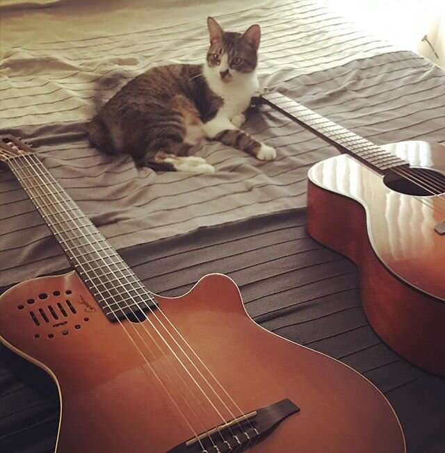 Cats and Guitars, Mine!!! #arzalez #music #latinartist #cats #guitars