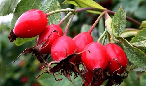Lovely rose hips