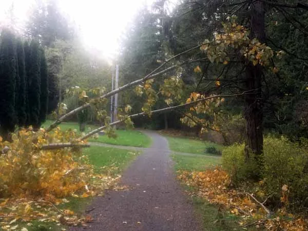 Cottonwood down!
