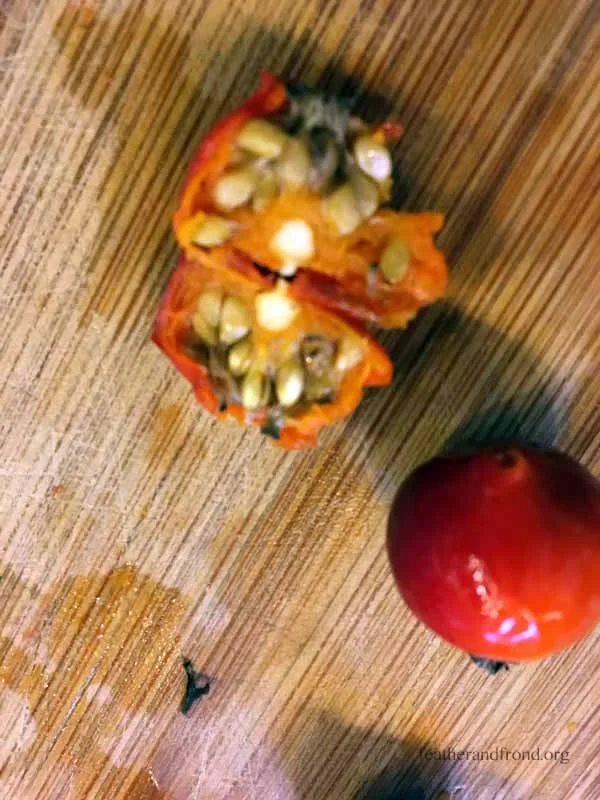 Rose Hip Seeds =I tchy butt