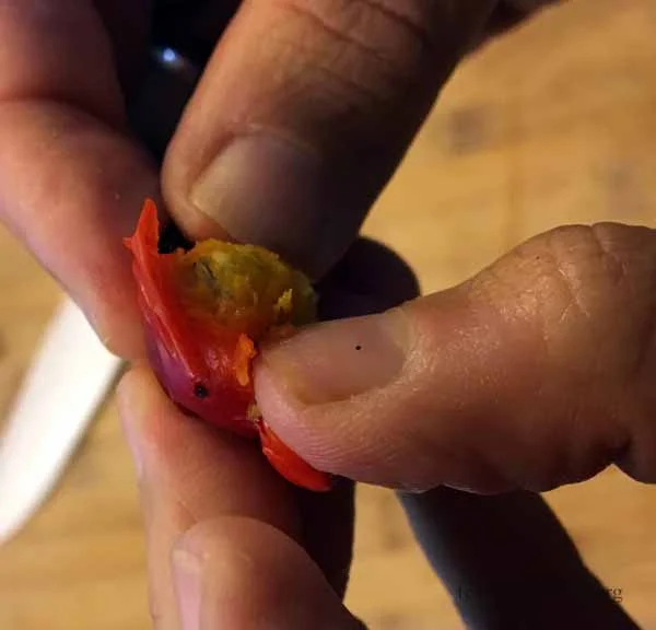 Peeling away the outer Rose hip flesh from the seeds