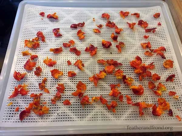 de-seeded Rose Hips all ready for the dehydrator
