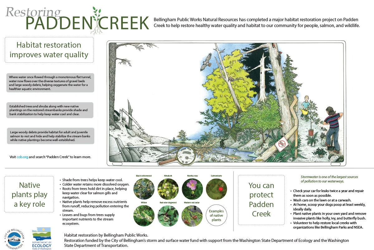A cool poster from the City of Bellingham with more info about habitat restoration around Padden Creek. Read all about the project at: https://www.cob.org/services/environment/restoration/Pages/padden-creek-daylighting.aspx