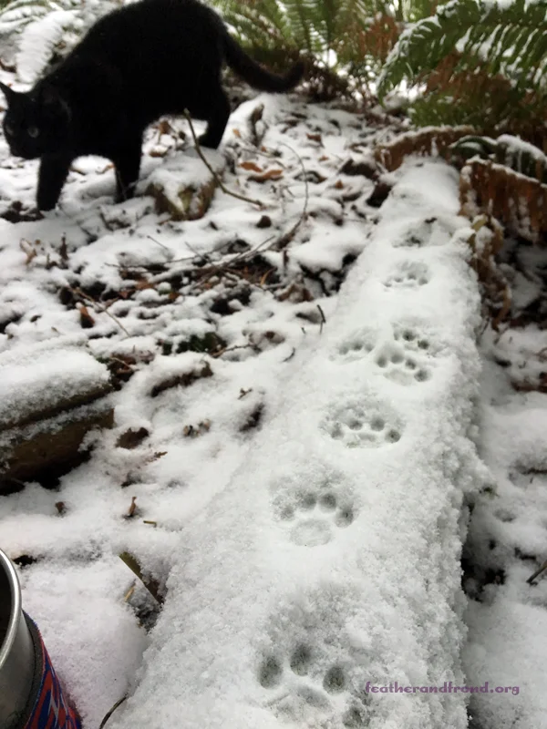 No mystery as to who made these tracks - Tracking your pets can be fun too!