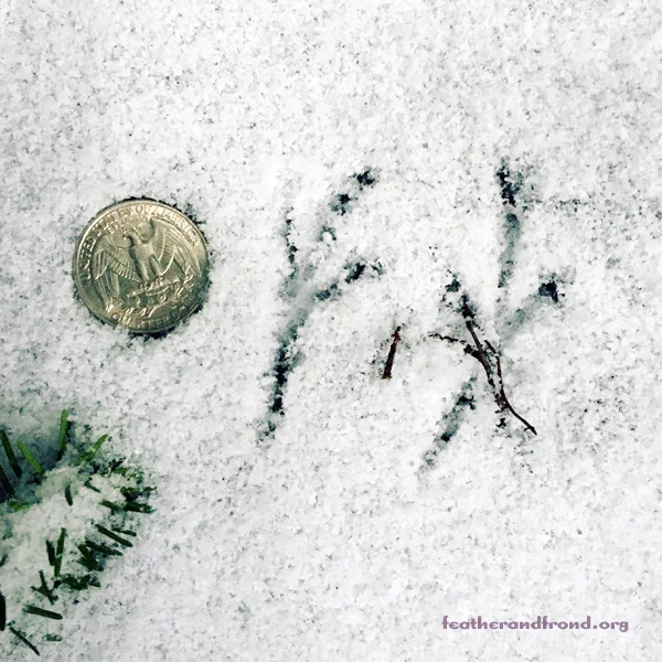 There is much magic to behold in tiny tracks as well