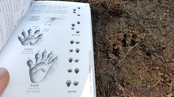 Comparing With the field guide in real time