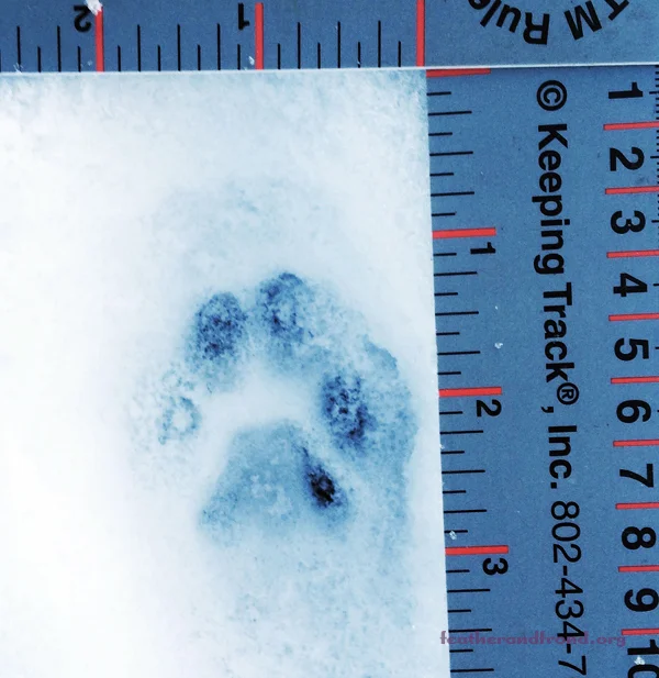 Another 3-lobed heel Pad, 4 toes and no claws showing... Approx. 2"x2" -- any idea who left this track in the snow?