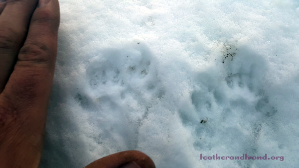 tiny mysteries in the snow...