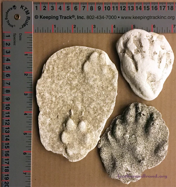 A few plaster casted tracks from our nature museum Collection