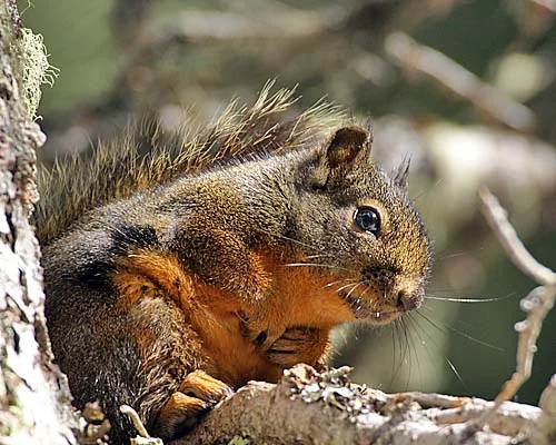 Who dare enter the domain of Tamiasciurus douglasii without fox-walking?
