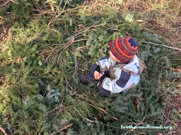 A little Bird in their Nest of Fir!