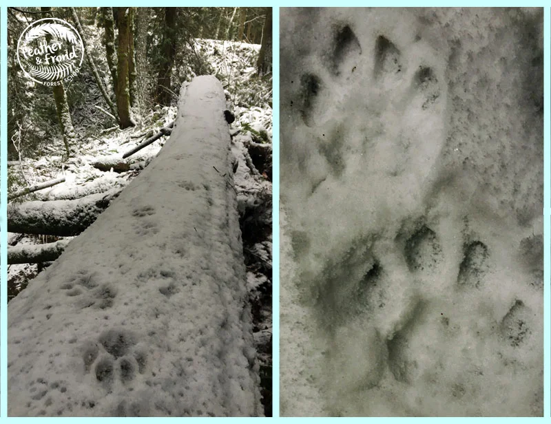 Perfect Puma tracks all day